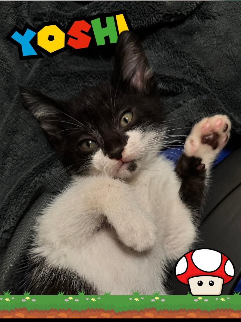 Giu - Yoshi