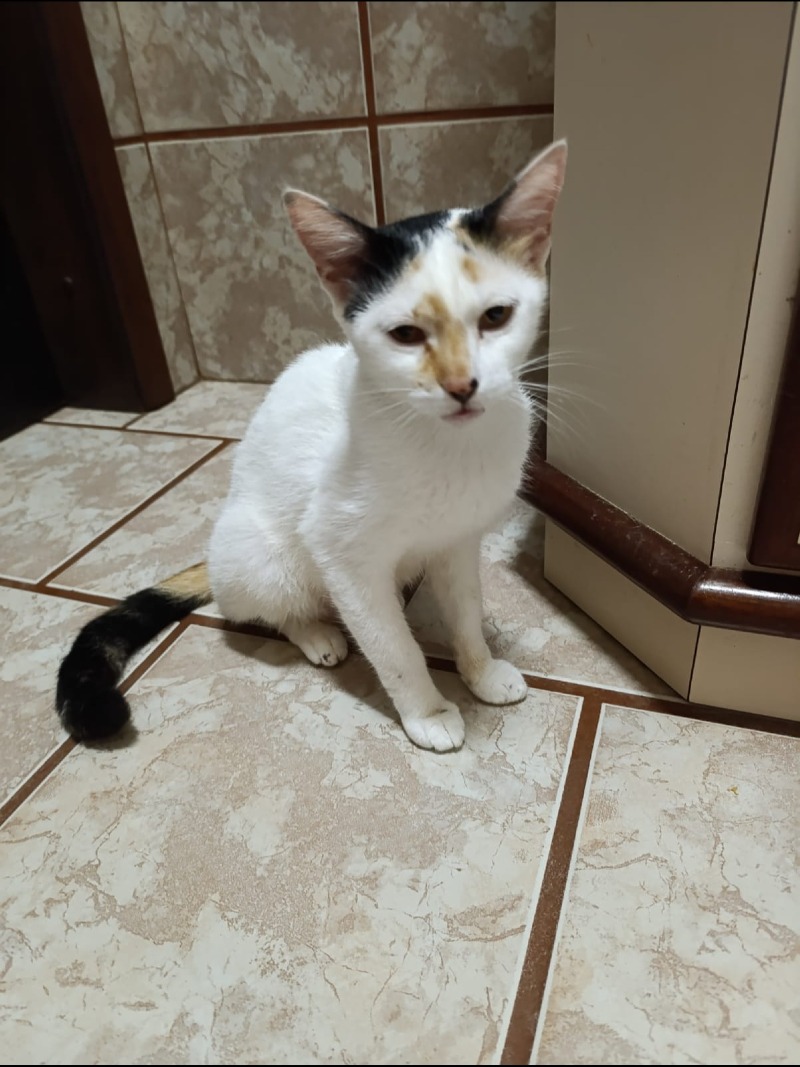 Maya
