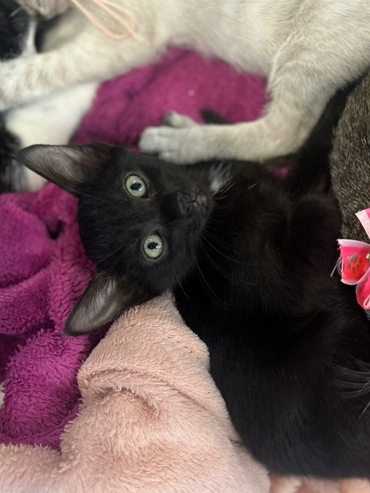 Batman - Filhote Nala