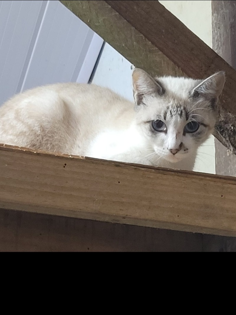 Pablita
