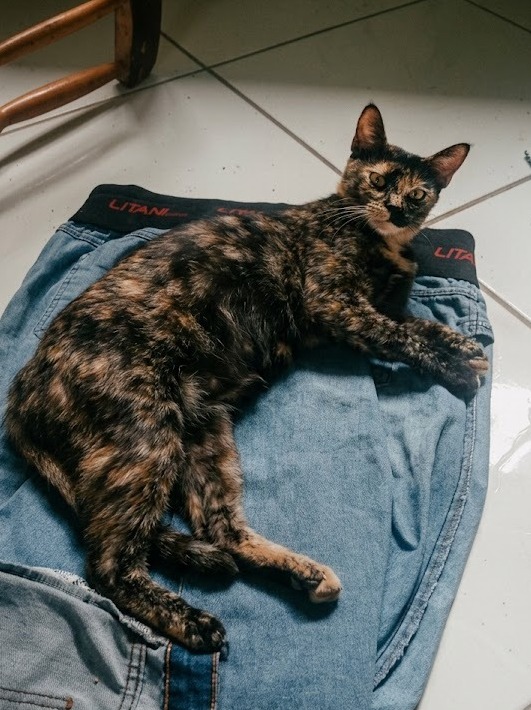 Canela