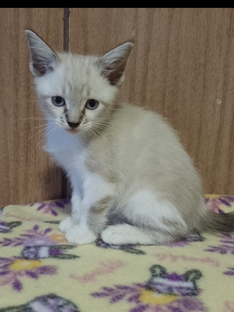 Maria - Filhote Nala